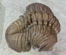 Lochovella (Reedops) Trilobite - Oklahoma #68636-5